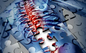 The Many Functions of Your Spine