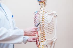 spinal cord facts pipdoc